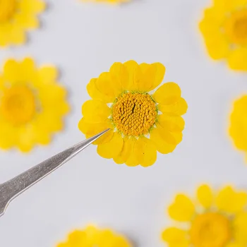 60pcs Presate Uscat Crizantema multicaul Plante cu Flori Ierbar Pentru Rășină Epoxidică de Luare de Bijuterii Machiaj Unghii Ambarcațiuni DIY